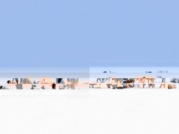 Zeige Details für Noch 15712 Schweine Bild von Noch 15712 Schweine