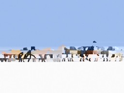 Zeige Details für Noch 36761 Pferde Bild von Noch 36761 Pferde