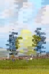 Zeige Details für Noch 21550 Obstbaum, grün Bild von Noch 21550 Obstbaum, grün