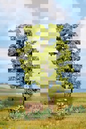 Zeige Details für Noch 21660 Akazie Bild von Noch 21660 Akazie