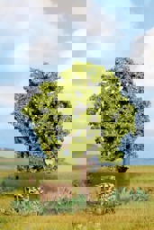 Zeige Details für Noch 21690 Hainbuche Bild von Noch 21690 Hainbuche