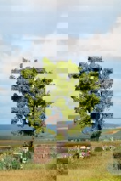 Zeige Details für Noch 21760 Eiche Bild von Noch 21760 Eiche