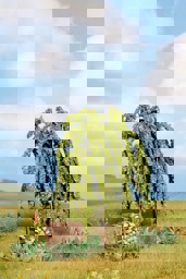 Zeige Details für Noch 21770 Trauerweide Bild von Noch 21770 Trauerweide