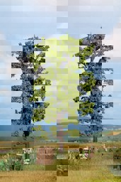 Zeige Details für Noch 21780 Linde Bild von Noch 21780 Linde