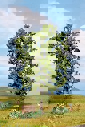 Zeige Details für Noch 21800 Kastanie Bild von Noch 21800 Kastanie