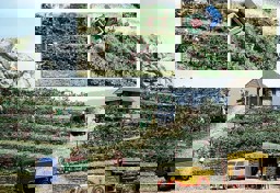 Zeige Details für Busch 1200 Weinreben Bild von Busch 1200 Weinreben