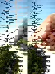 Zeige Details für Silhouette 57432 H0 Bausatz Fichte, Hochstamm , Sommer Bild von Silhouette 57432 H0 Bausatz Fichte, Hochstamm , Sommer