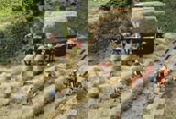 Zeige Details für Faller 180561 H0 Heuernte Bild von Faller 180561 H0 Heuernte