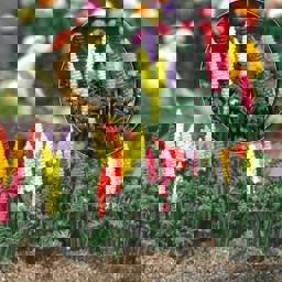 Show details for Busch 1218 Zier-Lupinen Picture of Busch 1218 Zier-Lupinen