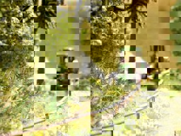 Zeige Details für Noch 14100 Farn Bild von Noch 14100 Farn