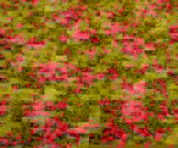 Zeige Details für Faller 180460 H0, TT, N PREMIUM Landschafts-Segment, Blumenwiese, rot Bild von Faller 180460 H0, TT, N PREMIUM Landschafts-Segment, Blumenwiese, rot