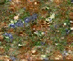 Zeige Details für Faller 180475 H0, TT, N PREMIUM Landschafts-Segment, Waldboden Bild von Faller 180475 H0, TT, N PREMIUM Landschafts-Segment, Waldboden