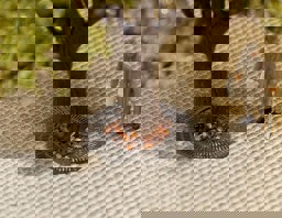 Zeige Details für Faller 180611 H0 Stadtausgestaltungs-Elemente IV Bild von Faller 180611 H0 Stadtausgestaltungs-Elemente IV