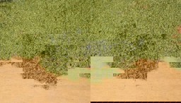 Zeige Details für Heki 1676 Blätterflor mittelgrün, 14x28 cm Bild von Heki 1676 Blätterflor mittelgrün, 14x28 cm