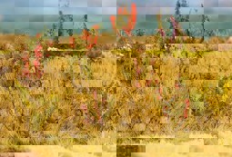 Zeige Details für Faller 181252 H0, TT, N 48 Zierbäume Bild von Faller 181252 H0, TT, N 48 Zierbäume
