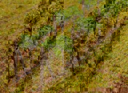 Zeige Details für Faller 181254 H0, TT, N Weinreben Bild von Faller 181254 H0, TT, N Weinreben