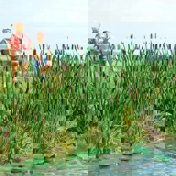 Zeige Details für Busch 1256 Gräser/Rohrkolben H0 Bild von Busch 1256 Gräser/Rohrkolben H0