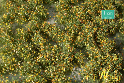 Zeige Details für Silhouette 72523 Unkrautbüschel , Frühherbst Bild von Silhouette 72523 Unkrautbüschel , Frühherbst