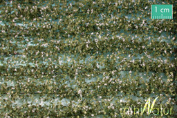 Show details for Silhouette 76625 Kartoffelfeld-Streifen weiß blühend , Frühling Picture of Silhouette 76625 Kartoffelfeld-Streifen weiß blühend , Frühling