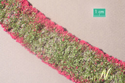 Show details for Silhouette 99826S Blumen magenta Picture of Silhouette 99826S Blumen magenta