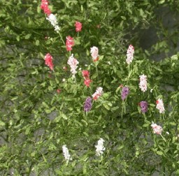 Show details for Silhouette 99922S Lupinen Sommer Picture of Silhouette 99922S Lupinen Sommer