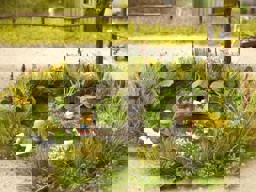 Show details for Noch 14346 Entenhaus mit Ente Picture of Noch 14346 Entenhaus mit Ente