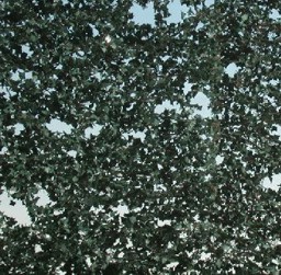 Show details for Silhouette 93622S Efeu Sommer Picture of Silhouette 93622S Efeu Sommer