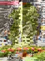 Zeige Details für Noch 21642 Baum mit Ruhebank Bild von Noch 21642 Baum mit Ruhebank