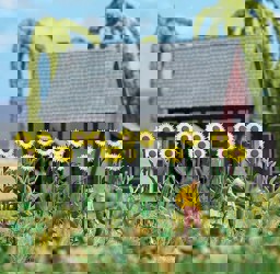 Show details for Busch 1261 Riesen-Sonnenblumen H0 Picture of Busch 1261 Riesen-Sonnenblumen H0