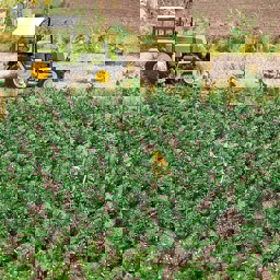 Show details for Busch 1266 Kartoffelpflanzen H0 Picture of Busch 1266 Kartoffelpflanzen H0