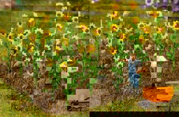Zeige Details für Faller 181256 H0 16 Sonnenblumen Bild von Faller 181256 H0 16 Sonnenblumen