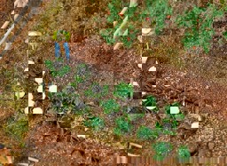 Zeige Details für Faller 181257 H0 10 Grün - und 10 Blumenkohlköpfe Bild von Faller 181257 H0 10 Grün - und 10 Blumenkohlköpfe