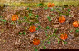 Zeige Details für Faller 181258 H0 6 Kürbispflanzen Bild von Faller 181258 H0 6 Kürbispflanzen