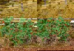 Zeige Details für Faller 181259 H0 18 Tomatenpflanzen Bild von Faller 181259 H0 18 Tomatenpflanzen