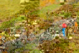 Zeige Details für Faller 181261 H0 24 Rohrkolben/Schilf Bild von Faller 181261 H0 24 Rohrkolben/Schilf