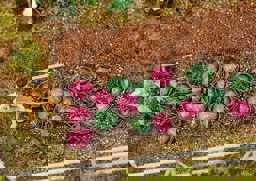 Zeige Details für Faller 181263 H0 10 Weiß- und 10 Rotkohlköpfe Bild von Faller 181263 H0 10 Weiß- und 10 Rotkohlköpfe