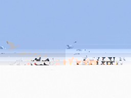 Zeige Details für Noch 15772 Hühner und Gänse Bild von Noch 15772 Hühner und Gänse