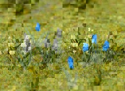 Zeige Details für Faller 181265 H0 32 Traubenhyazinthen Bild von Faller 181265 H0 32 Traubenhyazinthen