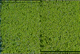 Show details for Heki 1600 mikroflor Belaubungsvlies hellgrün 28x14 cm Picture of Heki 1600 mikroflor Belaubungsvlies hellgrün 28x14 cm