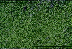 Show details for Heki 1602 mikroflor Belaubungsvlies dunkelgrün 28x14 cm Picture of Heki 1602 mikroflor Belaubungsvlies dunkelgrün 28x14 cm