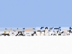 Zeige Details für Noch 15717 Hunde Bild von Noch 15717 Hunde