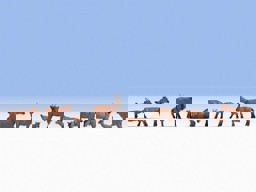 Zeige Details für Noch 15752 Ziegen Bild von Noch 15752 Ziegen