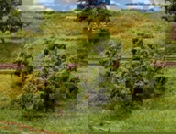 Zeige Details für Faller 181404 H0, TT 5 Apfelbäume Bild von Faller 181404 H0, TT 5 Apfelbäume