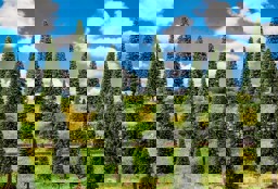 Zeige Details für Faller 181537 H0, TT 10 Tannen, sortiert Bild von Faller 181537 H0, TT 10 Tannen, sortiert