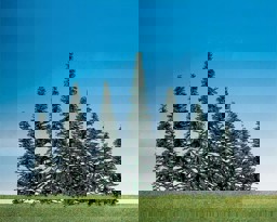 Zeige Details für Faller 181464 H0, TT, N 50 Edeltannen Bild von Faller 181464 H0, TT, N 50 Edeltannen