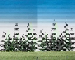 Zeige Details für Faller 181493 H0 40 Edeltannen Bild von Faller 181493 H0 40 Edeltannen
