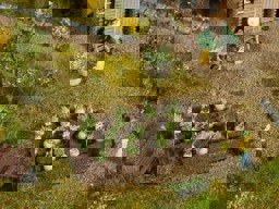 Show details for Noch 13220 Kohlrabi H0 Picture of Noch 13220 Kohlrabi H0