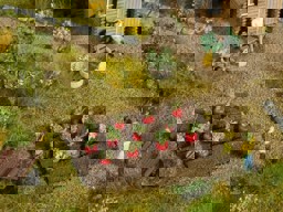 Zeige Details für Noch 13221 Rote Beete H0 Bild von Noch 13221 Rote Beete H0