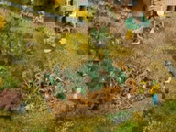 Zeige Details für Noch 13222 Lauch H0 Bild von Noch 13222 Lauch H0