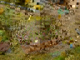 Zeige Details für Noch 13224 Weinreben mit blauen Trauben H0 Bild von Noch 13224 Weinreben mit blauen Trauben H0